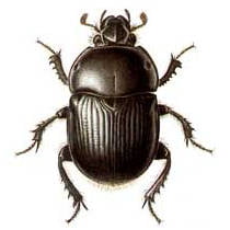 Escarabajo