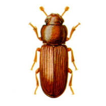Gorgojo de la harina