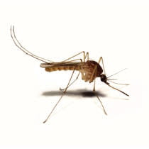 Mosquito común