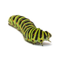 Oruga