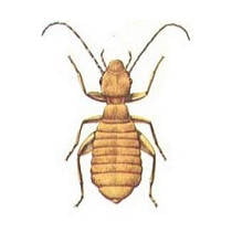 Piojo del libro
