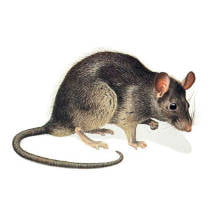 Rata negra