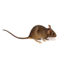 Rata negra