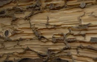 Madera hueca
