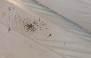 Heces de chinches de cama