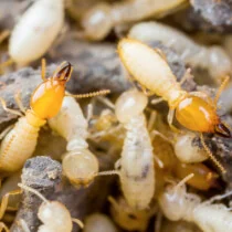 Control de plagas en Zaragoza: eliminación de termitas