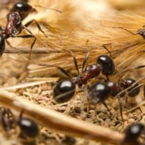 Desinsectación de hormigas en Zaragoza, Huesca y Teruel