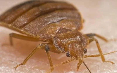 Preguntas esenciales sobre las chinches de cama