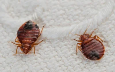 ¿Qué son las chinches de cama?