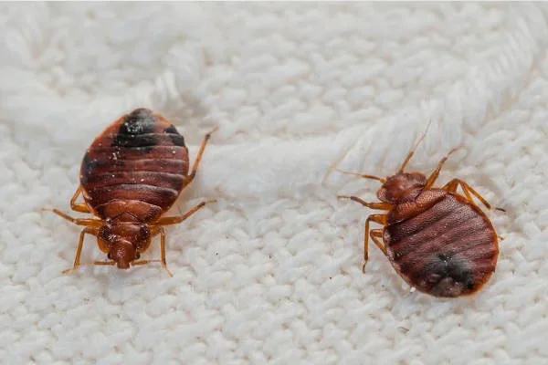 ¿Qué son las chinches de cama?